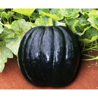 Semente De Abóbora Híbrida Triunfo F1 Pcte C/ 400 Gramas