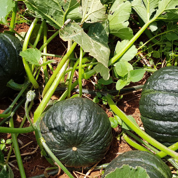 Semente de Abobora Hiroko 2g Feltrin