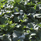 Semente de Abobora Mini Isabella 8g Feltrin