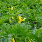 Semente de Abobrinha Precoce 8g Feltrin