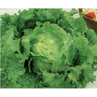 Semente De Alface Crespa Repolhuda Pcte C/ 50 Gramas