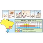 Semente De Alface Mimosa Salad Bowl Pcte C/ 50 Gramas