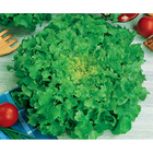 Semente De Alface Mimosa Salad Bowl Pcte C/ 50 Gramas