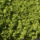 Semente de Alface Monica SF 700mg Feltrin