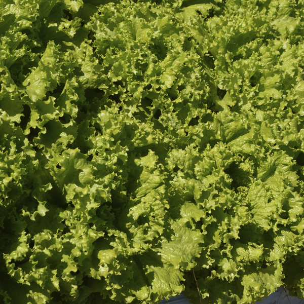 Semente de Alface Monica SF 700mg Feltrin