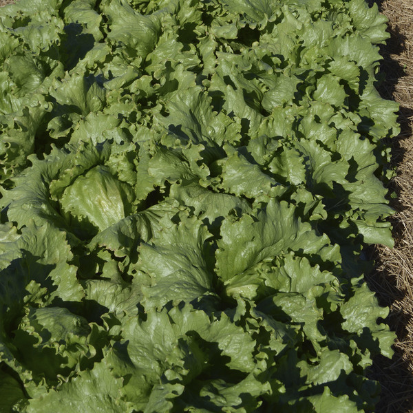 Semente de Alface Rafaela-Americana 2,5g Feltrin