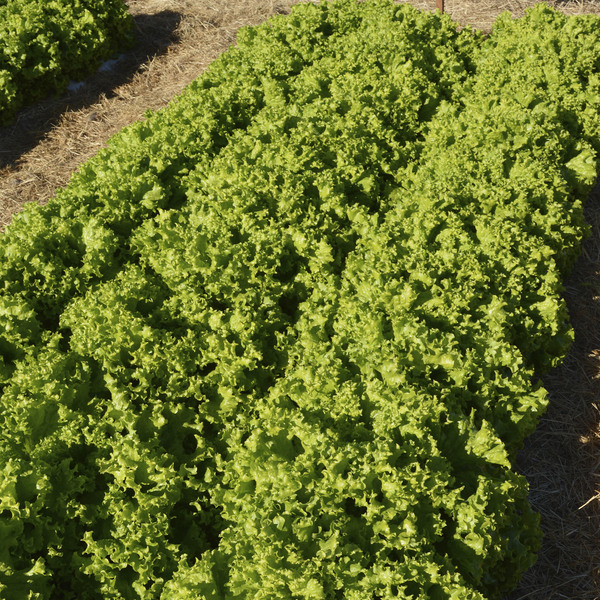 Semente de Alface Veneranda 2,5g Feltrin