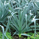 Semente de Alho Poró Carentan 500mg Feltrin