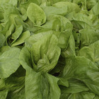 Semente de Almeirao Pão de Açúcar 10g Feltrin