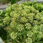 Semente De Anis Ou Erva Doce Feltrin Economica 150mg