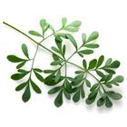 Semente De Arruda Feltrin 100 Mg