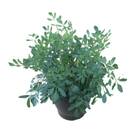 Semente De Arruda Feltrin 100 Mg