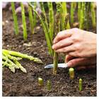 Semente De Aspargo Nilo Feltrin Econômico 1 G