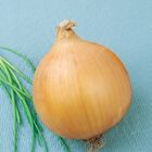 Semente De Cebola Baia Periforme Blueline Topseed