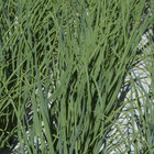 Semente de Cebolinha Nebuka 3g Feltrin