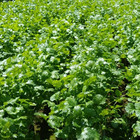 Semente de Coentro Pacifico 5g Feltrin