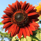 Semente de Girasol Valentine 600mg Feltrin