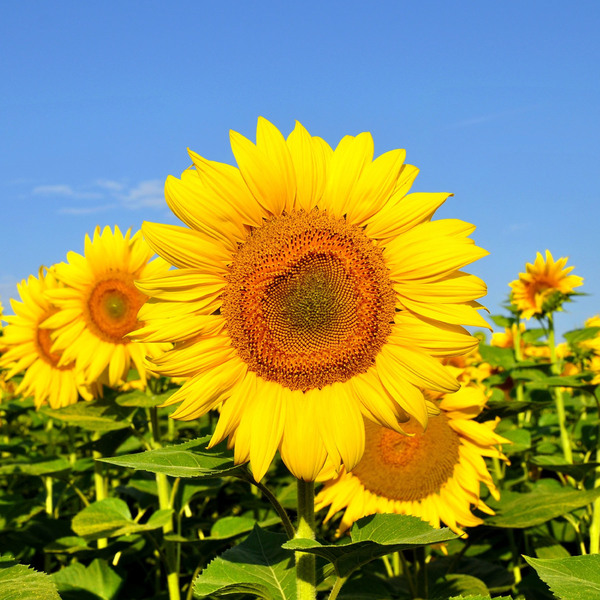 Semente de Girassol Sunbright 1,5g Feltrin