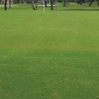 Semente de Grama Bermuda 500g Feltrin