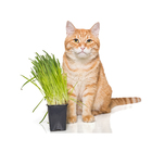 Semente de Grama dos Gatos 100mg Feltrin