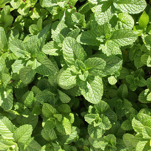 Semente de Hortela ou Menta Piperita 100g Feltrin