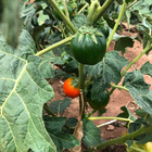 Semente de Jilo Redondo Morro Grande 400mg Feltrin