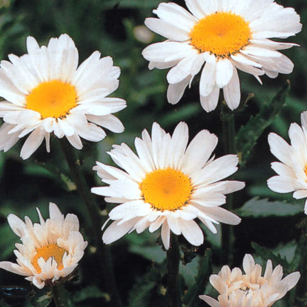 Semente de Margarida Gig. Branca 1g Feltrin