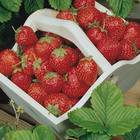 Semente de Morango Vermelho Ruge 300mg Feltrin