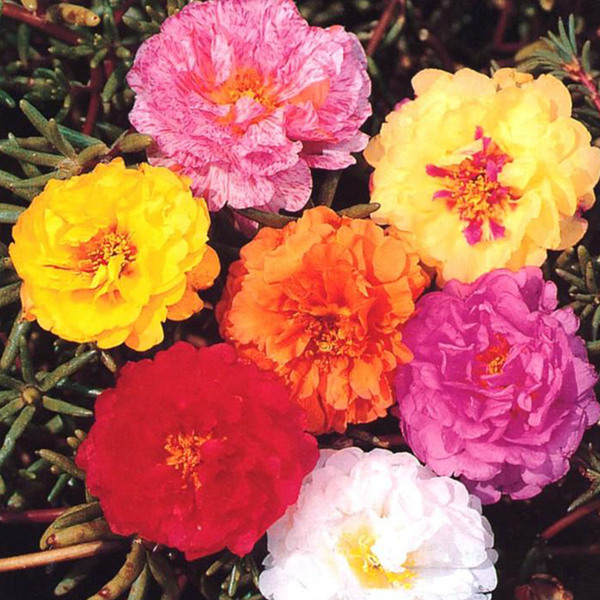 Semente de Onze horas Sortida 250mg Feltrin