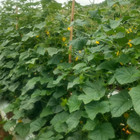 Semente de Pepino Esmeralda 7g Feltrin