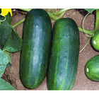 Semente De Pepino Híbrido Concord F1 Env. C/ 1.000 Sementes