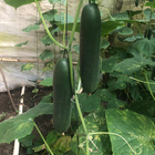 Semente de Pepino Verde Comprido 1g Feltrin