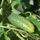 Semente de Pepino Wisconsin  7g Feltrin