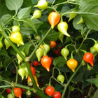 Semente de Pimenta Bico 2g Feltrin