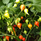 Semente de Pimenta Bico 400mg Feltrin