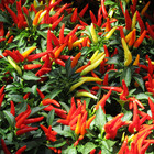 Semente de Pimenta Dedo de Moça 2g Feltrin