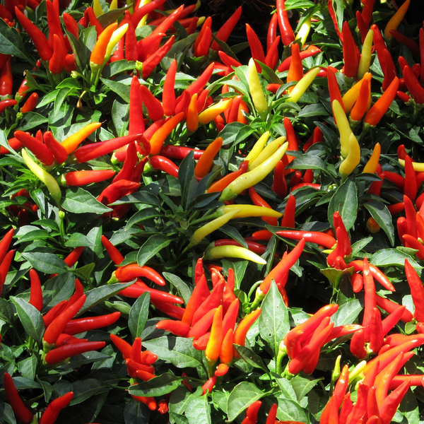 Semente de Pimenta Dedo De Moça 400mg Feltrin