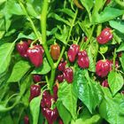 Semente De Pimenta Habanero Chocolate Blueline Topseed