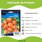 Semente De Pimenta Habanero Orange Blueline Topseed