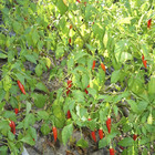 Semente de Pimenta Malagueta 2g Feltrin