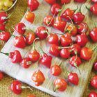 Semente De Pimenta Piãozinho Blueline Topseed