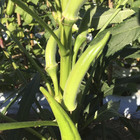 Semente de Quiabo Santa Cruz 47 10g Feltrin