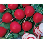 Semente De Rabanete Híbrido Rubro F1 Env. C/ 5.000 Sementes