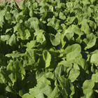 Semente de Rucula Apreciatta 10g Feltrin