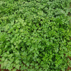 Semente de Salsa Grauda 10g Feltrin