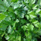 Semente de Salsa Lisa 10g Feltrin