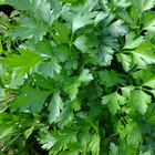 Semente de Salsa Lisa 900mg Feltrin