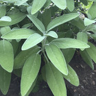 Semente de Salvia para Tempero 500mg Feltrin