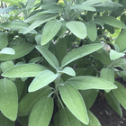 Semente de Salvia Tempero 120mg Feltrin