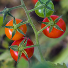 Semente de Tomate Carolina 1g Feltrin